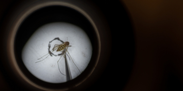 It Turns Out Mosquitoes Really Do Archive Animal DNA, Just Like ‘Jurassic Park’