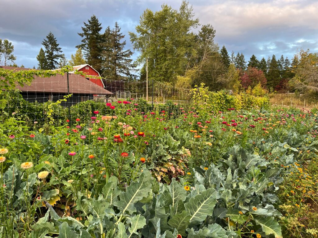 Why you should plant perennial veggies — even this medieval one
