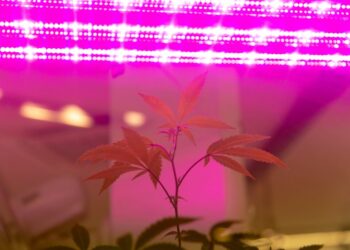 Why the black market is beating legal weed trade