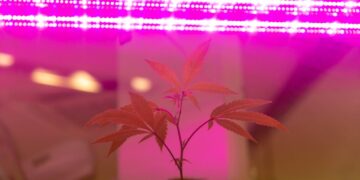 Why the black market is beating legal weed trade