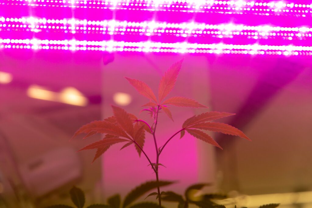 Why the black market is beating legal weed trade