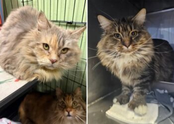 100 cats rescued from Long Island house of filth: officials