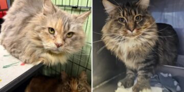 100 cats rescued from Long Island house of filth: officials