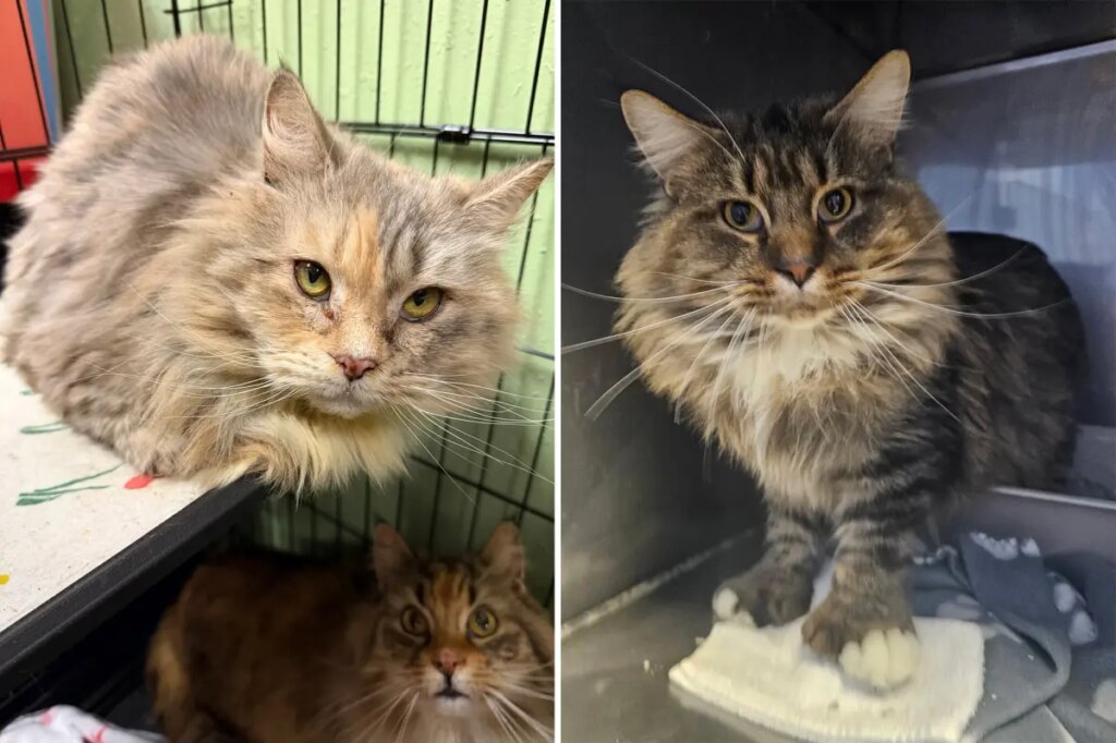 100 cats rescued from Long Island house of filth: officials