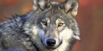 Colorado’s wolves in the political crosshairs as Trump targets the state