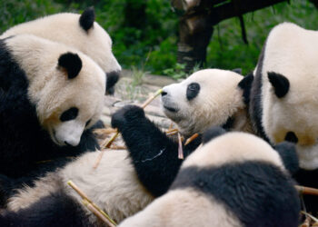 In prudish China, men are detained after posts about ‘gay pandas’