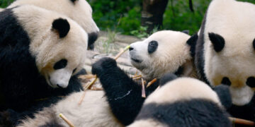 In prudish China, men are detained after posts about ‘gay pandas’