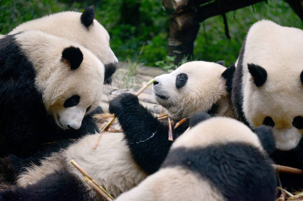 In prudish China, men are detained after posts about ‘gay pandas’