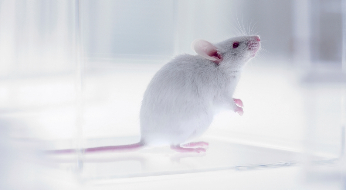 Losing Teeth Is Linked to Memory Problems in Mice, Study Finds