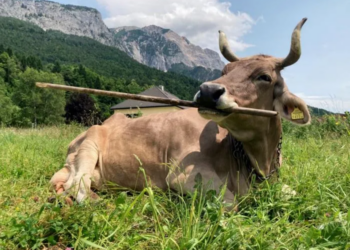 ‘Veronika’ Is the First Cow Known to Use a Tool