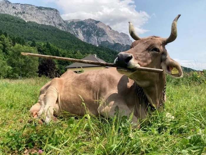 ‘Veronika’ Is the First Cow Known to Use a Tool
