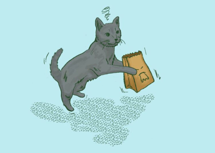 Ask a Vet: When it comes to cats and vomiting, how much is too much?