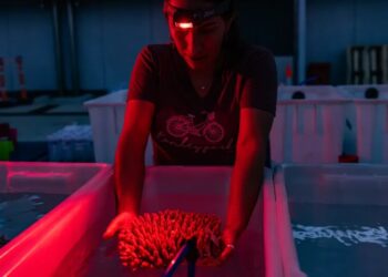 An exclusive look inside the largest effort ever mounted to keep the Great Barrier Reef alive