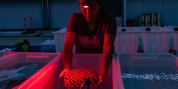 An exclusive look inside the largest effort ever mounted to keep the Great Barrier Reef alive