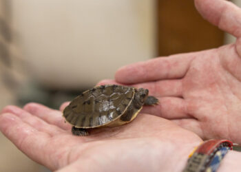 A surprise at the National Zoo: An endangered terrapin hatchling