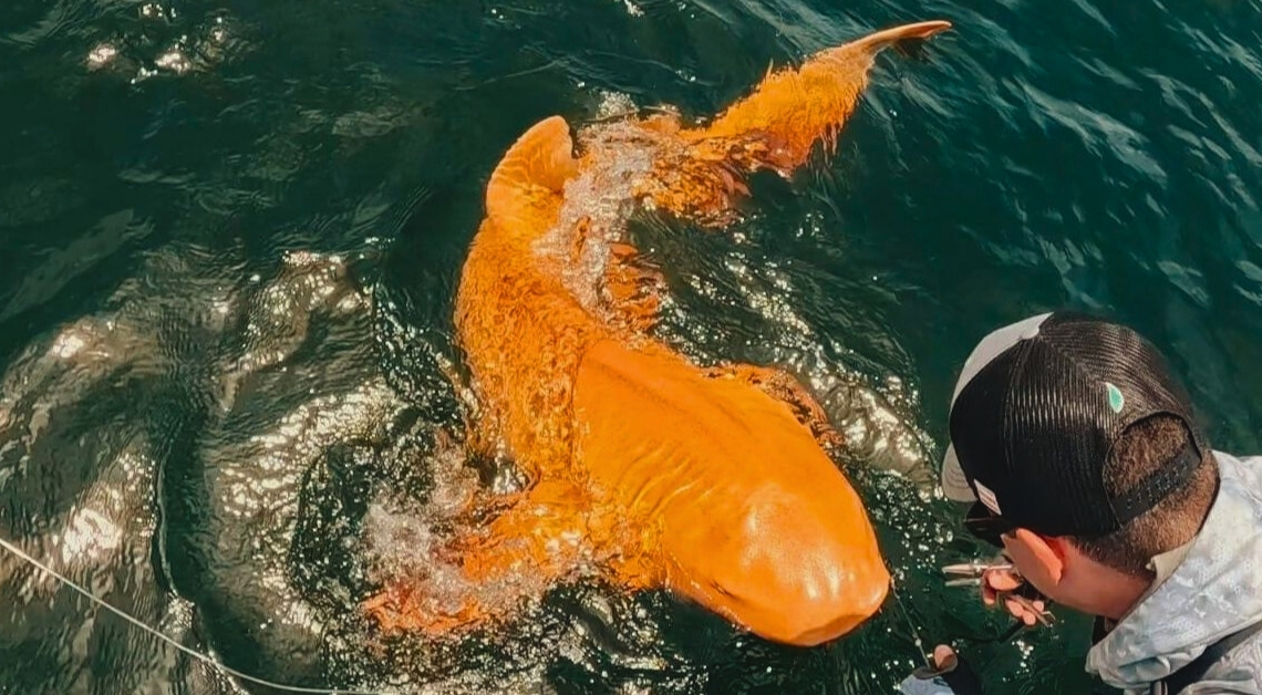 Everything We Know About the Neon Orange Shark Discovered in Costa Rica