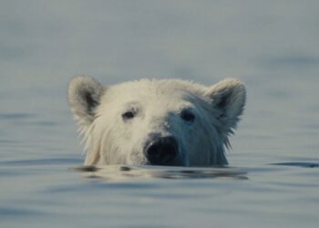 ‘Nuisance Bear’ Review: The Bear Isn’t the Real Nuisance in This Striking Eco-Doc