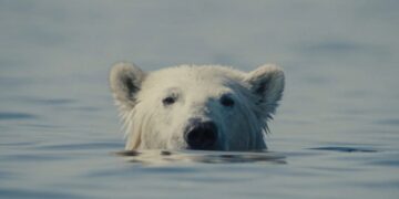 ‘Nuisance Bear’ Review: The Bear Isn’t the Real Nuisance in This Striking Eco-Doc