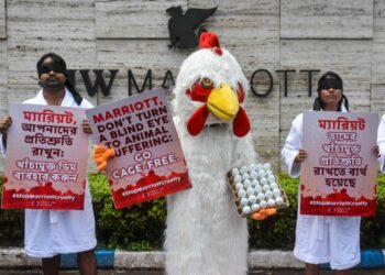 Marriott ruffles feathers by failing pledge to use only cage-free eggs