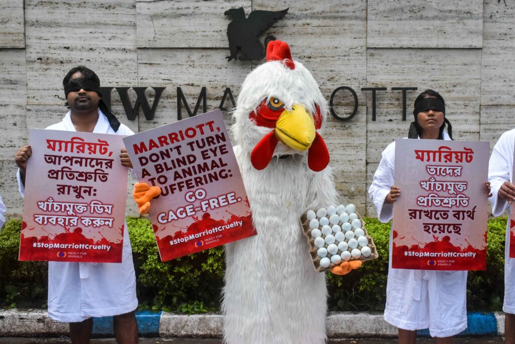 Marriott ruffles feathers by failing pledge to use only cage-free eggs