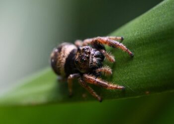Why you should consider a jumping spider as your next pet