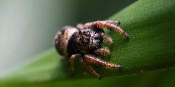 Why you should consider a jumping spider as your next pet