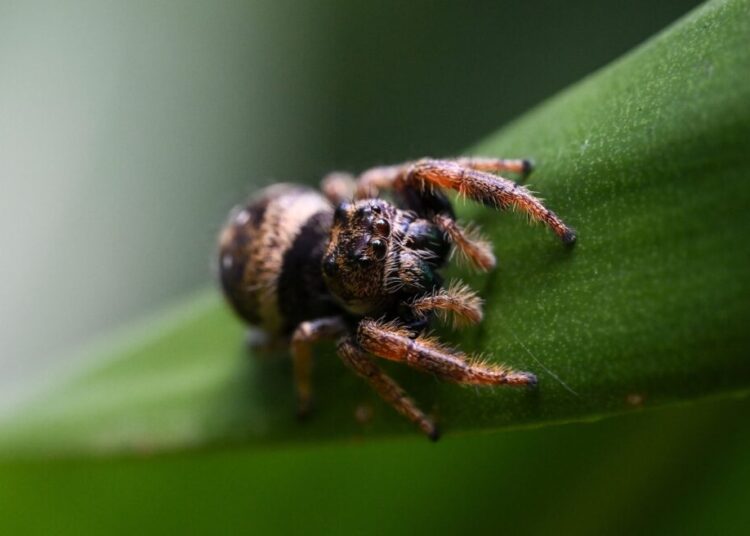 Why you should consider a jumping spider as your next pet