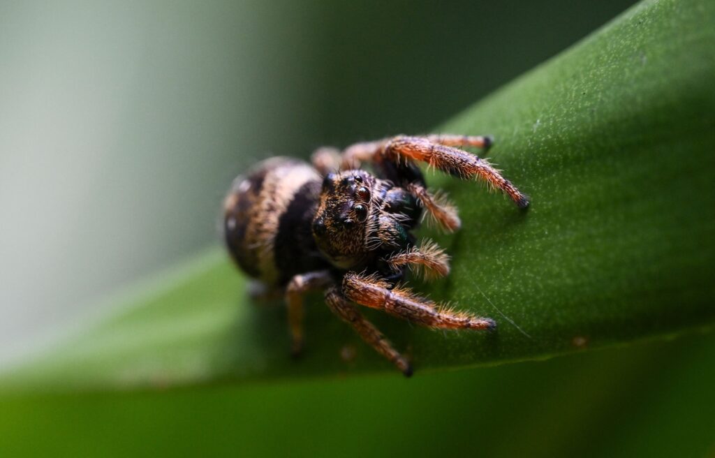 Why you should consider a jumping spider as your next pet