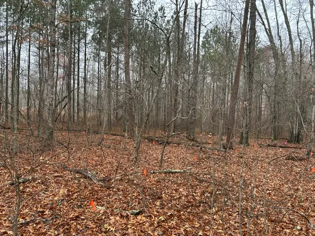 The graveyard on Dec. 10, 2024, prior to grave relocation process. All of the orange and pink flags signify a found grave.