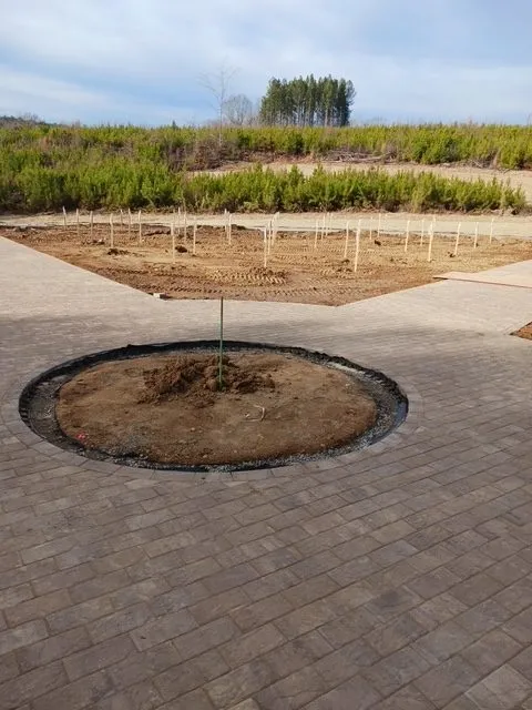 The center of the new graveyard on Dec. 17, 2025. The sticks designate where markers will be placed at each grave.