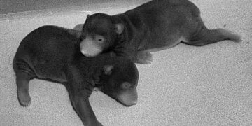 Two sloth bear cubs born at National Zoo; father yet to be identified