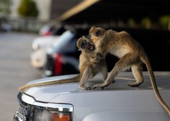 St. Louis officials’ search for runaway monkeys enters new phase