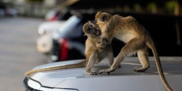 St. Louis officials’ search for runaway monkeys enters new phase