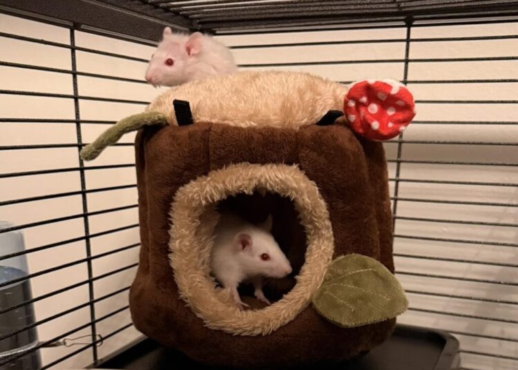 Rescuers saved 450 pet rats. Now they’re trying to get people to adopt them.