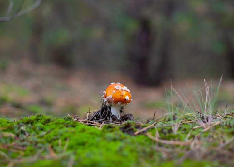 Not all ‘magic mushrooms’ are the same. Some can kill you.