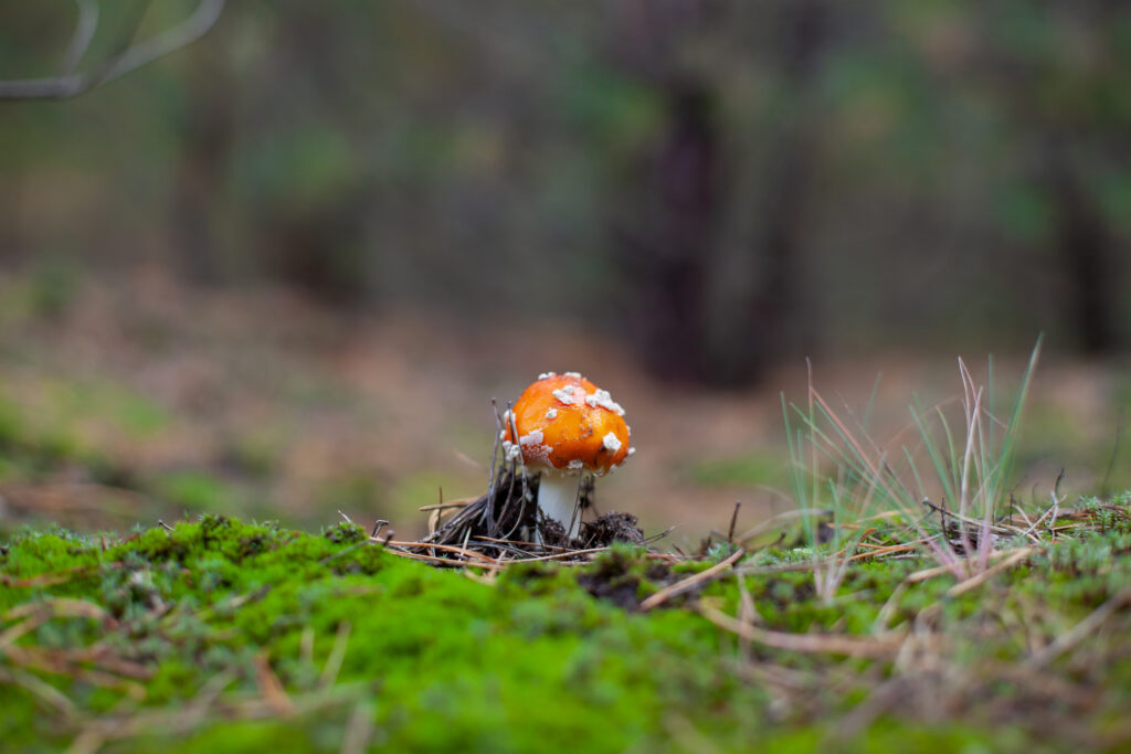 Not all ‘magic mushrooms’ are the same. Some can kill you.