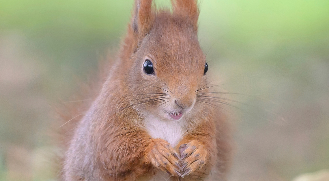 Scientists Finally Understand How Animals Experience Joy