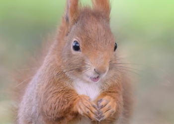 Scientists Finally Understand How Animals Experience Joy