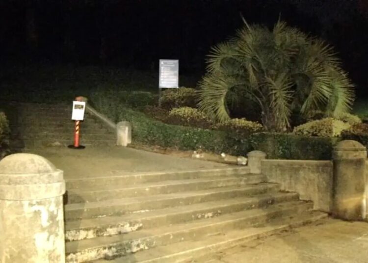 Mountain lion sightings put San Francisco’s posh Pacific Heights on high alert