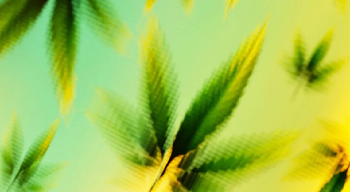 THC Now Has a Standard Measure Like Alcohol. How Much Is Too Much?