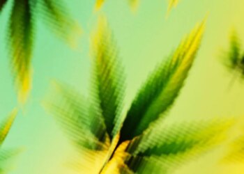 THC Now Has a Standard Measure Like Alcohol. How Much Is Too Much?