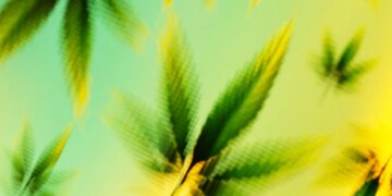 THC Now Has a Standard Measure Like Alcohol. How Much Is Too Much?