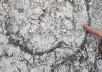 These Rock Climbers Accidentally Made an 80-Million-Year-Old Discovery