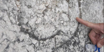 These Rock Climbers Accidentally Made an 80-Million-Year-Old Discovery
