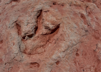 This App Helps Paleontologists (And You) Identify Dinosaur Tracks