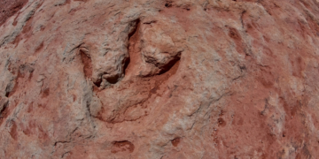 This App Helps Paleontologists (And You) Identify Dinosaur Tracks