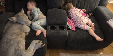 Farmers took in a freezing calf. Their kids cuddled up with her.