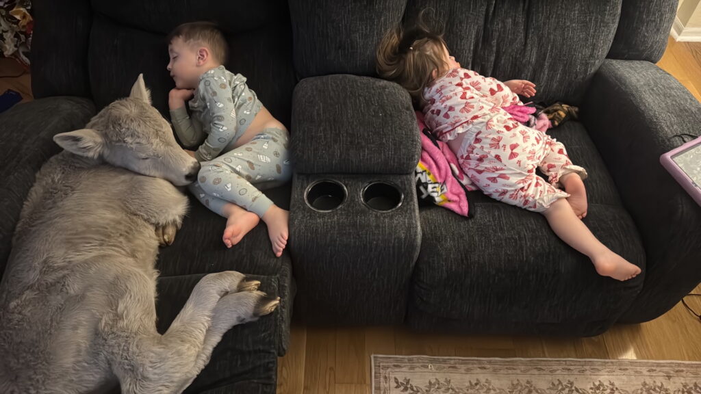 Farmers took in a freezing calf. Their kids cuddled up with her.