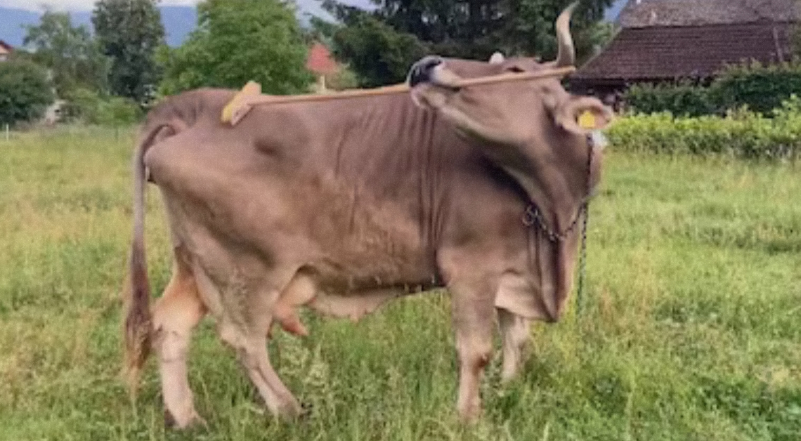 Meet Veronika, the Incredible Cow That Can Use Tools