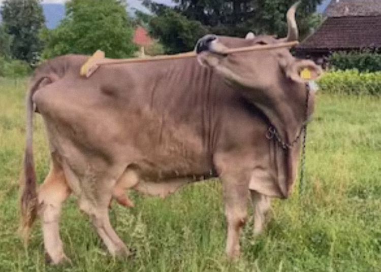 Meet Veronika, the Incredible Cow That Can Use Tools